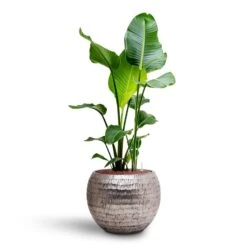 Opus Hammered Globe Planter - Silver 21 Opus Hammered Globe Planter - Silver -Indoor Plants Store Strelitzia nicolai Bird of Paradise Hydroculture 22 19 x 105cm Opus Hammered Globe Planter Silver 40 x 32cm