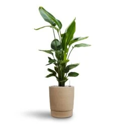 Chao Plant Pot - Concrete -Indoor Plants Store Strelitzia nicolai Bird of Paradise Hydroculture 26 25 x 140cm Chao Plant Pot Concrete 27.5 x 31.5cm 00f73198 d1b9 48ee 8c27 58cbceb491d8