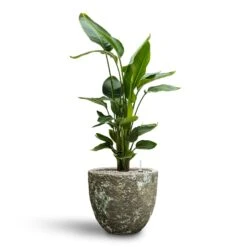 Lava Couple Relic Planter - Jade 19 Lava Couple Relic Planter - Jade -Indoor Plants Store Strelitzia nicolai Bird of Paradise Hydroculture 26 25 x 140cm Lava Couple Relic Planter Jade 36 x 34cm d1d9c603 661e 46a4 877e 4453f9ec3597