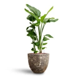 Lava Couple Relic Planter - Rust 17 Lava Couple Relic Planter - Rust -Indoor Plants Store Strelitzia nicolai Bird of Paradise Hydroculture 26 25 x 140cm Lava Couple Relic Planter Rust 37 x 34cm 89883b79 a2f4 49e0 9560 41a3390baa99