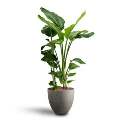 Grigio Egg Pot Planter - Natural Concrete -Indoor Plants Store Strelitzia nicolai Bird of Paradise Hydroculture 28 19 x 100cm Grigio Egg Pot Planter Natural Concrete 40 x 36cm a07386ec cb63 4db4 9583 b2f12f0ff838