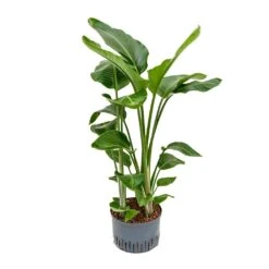 Strelitzia Nicolai - Bird Of Paradise - HydroCare 24 Strelitzia Nicolai - Bird Of Paradise - HydroCare -Indoor Plants Store Strelitzia nicolai Bird of Paradise Hydroculture 28 19x110cm 3stems