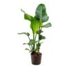 Strelitzia Nicolai - Bird Of Paradise - HydroCare 1 Strelitzia Nicolai - Bird Of Paradise - HydroCare -Indoor Plants Store Strelitzia nicolai Bird of Paradise Hydroculture Indoor Plant