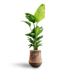 Polystone Coated Darcy Planter - Rock -Indoor Plants Store Strelitzia nicolai Bird of Paradise Hydroculture Polystone Coated Darcy Planter Rock