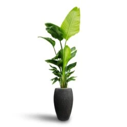 Raindrop Tall Balloon Planter - Anthracite -Indoor Plants Store Strelitzia nicolai Bird of Paradise Hydroculture Raindrop Tall Vase Planter Anthracite