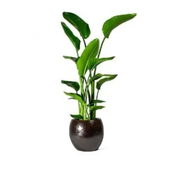 Kae Plant Pot - Mocha -Indoor Plants Store Strelitzia nicolai Bird of Paradise Kae Plant Pot Mocha