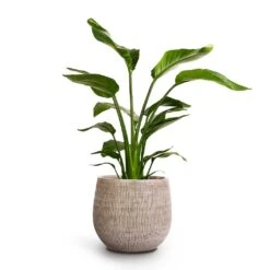 Ryan Plant Pot - White Black -Indoor Plants Store Strelitzia nicolai Giant White Bird Of Paradise 17x60cm Ryan Plant Pot White Black 26x26cm