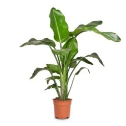 Strelitzia Nicolai - Giant White Bird Of Paradise 27 Strelitzia Nicolai - Giant White Bird Of Paradise -Indoor Plants Store Strelitzia nicolai Giant White Bird of Paradise 17x90cm