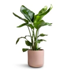 Strelitzia Nicolai - Giant White Bird Of Paradise 37 Strelitzia Nicolai - Giant White Bird Of Paradise -Indoor Plants Store Strelitzia nicolai Giant White Bird of Paradise 17x90cm Lisbon Plant Pot Pink Clay 21x21cm 2a333f74 6d21 40a1 97b1 54881684fced