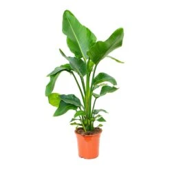 Strelitzia Nicolai - Giant White Bird Of Paradise 31 Strelitzia Nicolai - Giant White Bird Of Paradise -Indoor Plants Store Strelitzia nicolai Giant White Bird of Paradise 19x90cm 3 plants