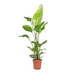 Strelitzia Nicolai - Giant White Bird Of Paradise 33 Strelitzia Nicolai - Giant White Bird Of Paradise -Indoor Plants Store Strelitzia nicolai Giant White Bird of Paradise 21x130cm