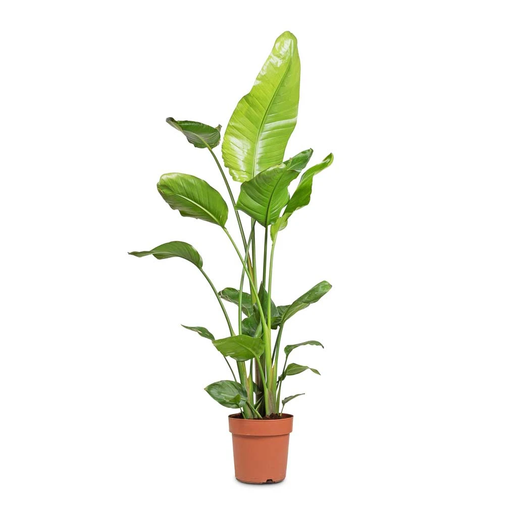 Strelitzia Nicolai - Giant White Bird Of Paradise 14 Strelitzia Nicolai - Giant White Bird Of Paradise - Image 12
