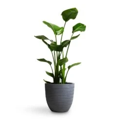 Angle Couple Plant Pot - Grey -Indoor Plants Store Strelitzia nicolai Giant White Bird of Paradise 21x85cm Angle Couple Plant Pot Grey 30x28cm