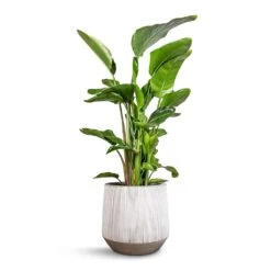 Harith Plant Pot - Ridged White Stripe -Indoor Plants Store Strelitzia nicolai Giant White Bird of Paradise 29x140cm Harith Plant Pot Ridged White Stripe 42x38cm 5c45ee41 66ef 4c3b b30c 709027bbffa2