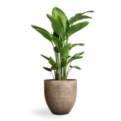 Strelitzia Nicolai - Giant White Bird Of Paradise 24 Strelitzia Nicolai - Giant White Bird Of Paradise -Indoor Plants Store Strelitzia nicolai Giant White Bird of Paradise 29x150cm Cas Plant Pot Sahara 39x36cm 06b84a99 0c89 460c a10e 30259b310bd3