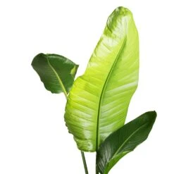 Strelitzia Nicolai - Giant White Bird Of Paradise 41 Strelitzia Nicolai - Giant White Bird Of Paradise -Indoor Plants Store Strelitzia nicolai Giant White Bird of Paradise SWATCH 2