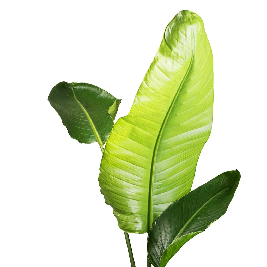 Strelitzia Nicolai - Giant White Bird Of Paradise 22 Strelitzia Nicolai - Giant White Bird Of Paradise - Image 20