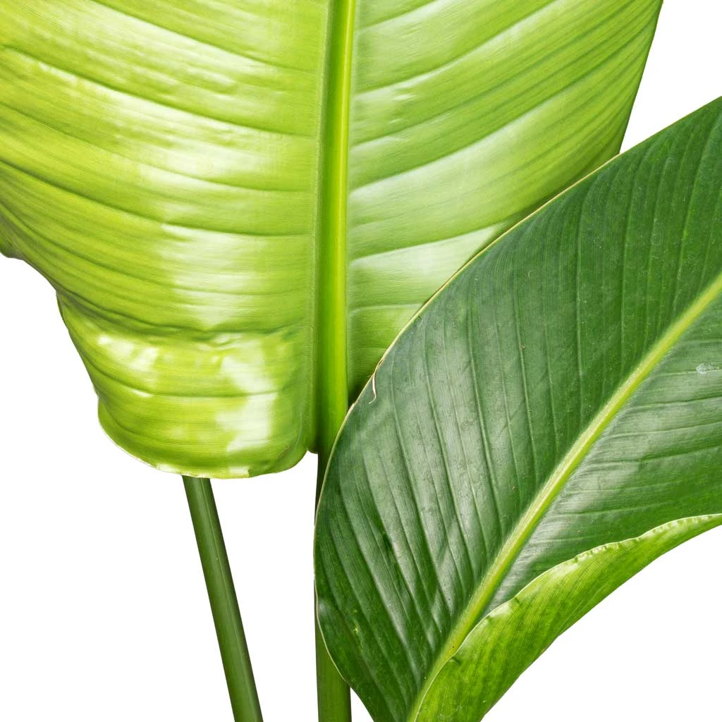 Strelitzia Nicolai - Giant White Bird Of Paradise 4 Strelitzia Nicolai - Giant White Bird Of Paradise - Image 2