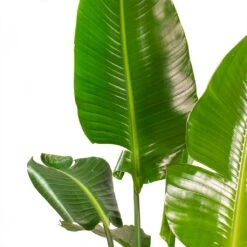 Strelitzia Nicolai - Bird Of Paradise - HydroCare 25 Strelitzia Nicolai - Bird Of Paradise - HydroCare -Indoor Plants Store Strelitzia nicolai Giant White Bird of Paradise Split Leaves a7f20f35 1156 41e2 9245 130135ea7bb1