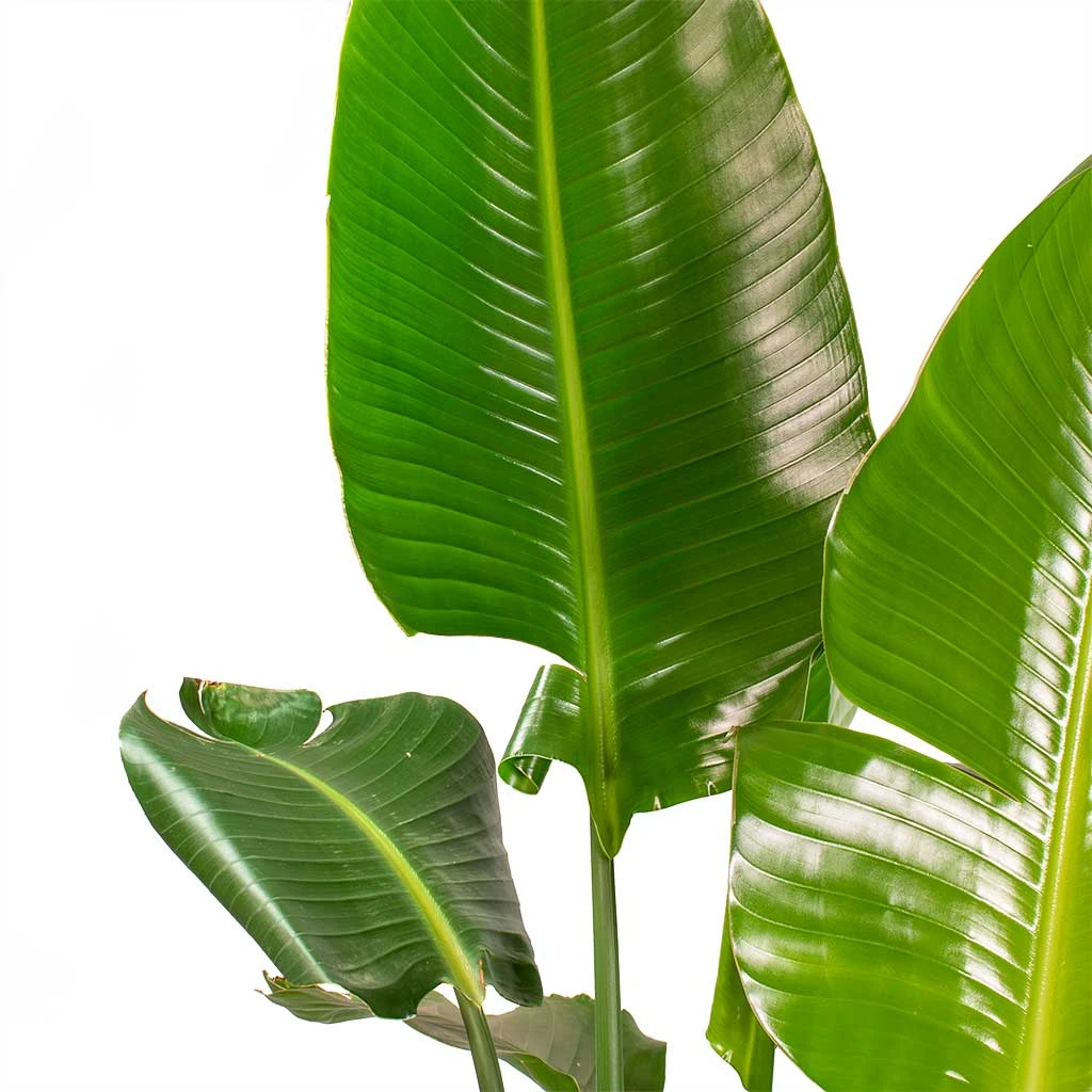 Strelitzia Nicolai - Bird Of Paradise - HydroCare 6 Strelitzia Nicolai - Bird Of Paradise - HydroCare - Image 4