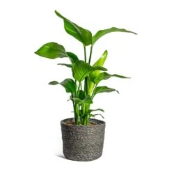 Strelitzia Nicolai - Giant White Bird Of Paradise 36 Strelitzia Nicolai - Giant White Bird Of Paradise -Indoor Plants Store Strelitzia nicolai Giant White Bird of Paradise Stef Plant Baskets Set of 5 Grey