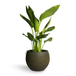 Strelitzia Reginea - Bird Of Paradise -Indoor Plants Store Strelitzia reginea Bird of Paradise 12x45cm Dex Plant Pot Forrest 17x13cm