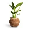 Strelitzia Reginea - Bird Of Paradise 1 Strelitzia Reginea - Bird Of Paradise -Indoor Plants Store Strelitzia reginea Bird of Paradise 12x45cm Lida Plant Basket Natural 21x17cm