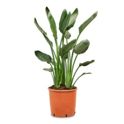 Strelitzia Reginea - Bird Of Paradise -Indoor Plants Store Strelitzia reginea Bird of Paradise 28x100cm