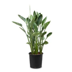 Strelitzia Reginea - Bird Of Paradise -Indoor Plants Store Strelitzia reginea Bird of Paradise 34x150cm