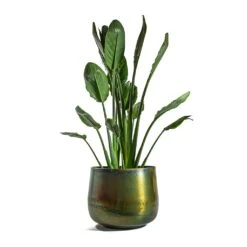 Strelitzia Reginea - Bird Of Paradise -Indoor Plants Store Strelitzia reginea Bird of Paradise Elisa Metal Plant Pots Set of 3 Vintage Green