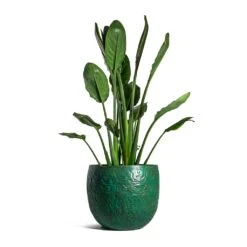 Strelitzia Reginea - Bird Of Paradise -Indoor Plants Store Strelitzia reginea Bird of Paradise Famke Metal Plant Pots Set of 3 Old Blue