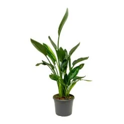 Strelitzia Reginea - Bird Of Paradise -Indoor Plants Store Strelitzia reginea Bird of Paradise Large