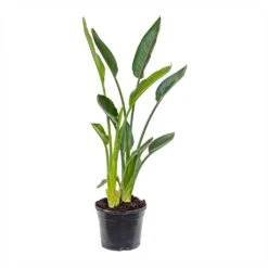 Strelitzia Reginea - Bird Of Paradise -Indoor Plants Store Strelitzia reginea Bird of Paradise Medium