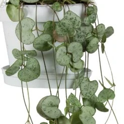 Ceropegia Woodii - String Of Hearts -Indoor Plants Store String Of Hearts Ceropegia Woodii Leaves