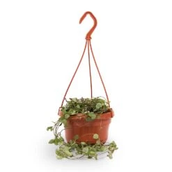 Ceropegia Woodii - String Of Hearts -Indoor Plants Store String of hearts 14x30cm withhanger