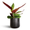 Stromanthe Sanguinea Stripestar -Indoor Plants Store Stromanthe sanguinea Stripestar 12x40cm Lisbon Plant Pot Anthracite 13x13cm
