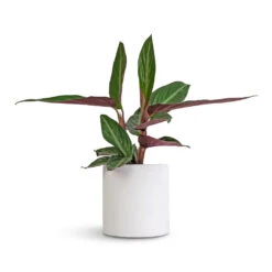 Stromanthe Sanguinea Stripestar -Indoor Plants Store Stromanthe sanguinea Stripestar 12x40cm Puk Essentials Planter Matt White 15x15cm