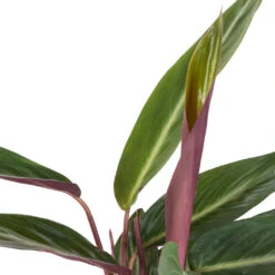 Stromanthe Sanguinea Stripestar -Indoor Plants Store Stromanthe sanguinea Stripestar SWATCH 274bf956 e123 47fe 87d7 078ac95af2bd