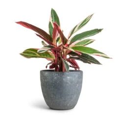 Stromanthe Sanguinea Triostar 26 Stromanthe Sanguinea Triostar -Indoor Plants Store Stromanthe sanguinea Triostar 12x40cm Anne Plant Pot Blue Stone 16x15cm
