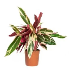 Stromanthe Sanguinea Triostar 21 Stromanthe Sanguinea Triostar -Indoor Plants Store Stromanthe sanguinea Triostar 14x55cm