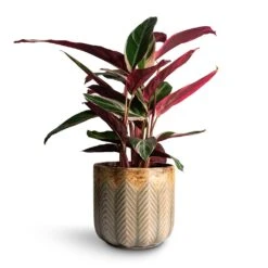 Stromanthe Sanguinea Triostar 32 Stromanthe Sanguinea Triostar -Indoor Plants Store Stromanthe sanguinea Triostar 14x55cm Cecil Plant Pot Taupe 18x17cm