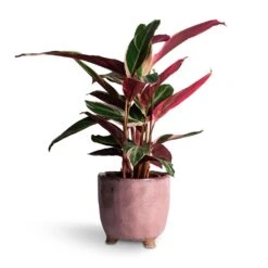 Stromanthe Sanguinea Triostar 27 Stromanthe Sanguinea Triostar -Indoor Plants Store Stromanthe sanguinea Triostar 14x55cm Kaat Plant Pot Old Pink 16x16cm