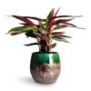Stromanthe Sanguinea Triostar 1 Stromanthe Sanguinea Triostar -Indoor Plants Store Stromanthe sanguinea Triostar 14x55cm Lindy Plant Pot Black Green 30x25cm