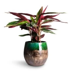 Lindy Plant Pot - Black Green -Indoor Plants Store Stromanthe sanguinea Triostar 14x55cm Lindy Plant Pot Black Green 30x25cm e5554dac a1b2 4352 bb2c 474a343b8b3b