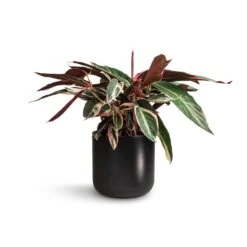 Stromanthe Sanguinea Triostar 29 Stromanthe Sanguinea Triostar -Indoor Plants Store Stromanthe sanguinea Triostar 19x70cm Lisbon Plant Pot Anthracite 21x21cm 462ecc2d d4e9 492e b418 e69509c73f2f