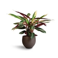Stromanthe Sanguinea Triostar 31 Stromanthe Sanguinea Triostar -Indoor Plants Store Stromanthe sanguinea Triostar 19x70cm Mini Orb Kevan Plant Pot Ash Brown 25x21cm