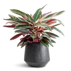 Stromanthe Sanguinea Triostar 24 Stromanthe Sanguinea Triostar -Indoor Plants Store Stromanthe sanguinea Triostar 19x70cm Raindrop Tube Round Planter Anthracite 30x26cm 085d93cd a145 4a75 99a2 c74f828d18cc