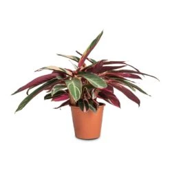 Stromanthe Sanguinea Triostar 23 Stromanthe Sanguinea Triostar -Indoor Plants Store Stromanthe sanguinea Triostar 19x70cm b7a94bb2 eeb5 474a 9510 57ad9bf61fda