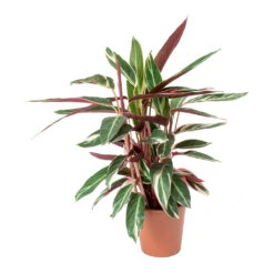 Stromanthe Sanguinea Triostar 25 Stromanthe Sanguinea Triostar -Indoor Plants Store Stromanthe sanguinea Triostar