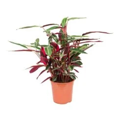 Stromanthe Sanguinea Triostar 28 Stromanthe Sanguinea Triostar -Indoor Plants Store Stromanthe sanguinea Triostar 27x80cm